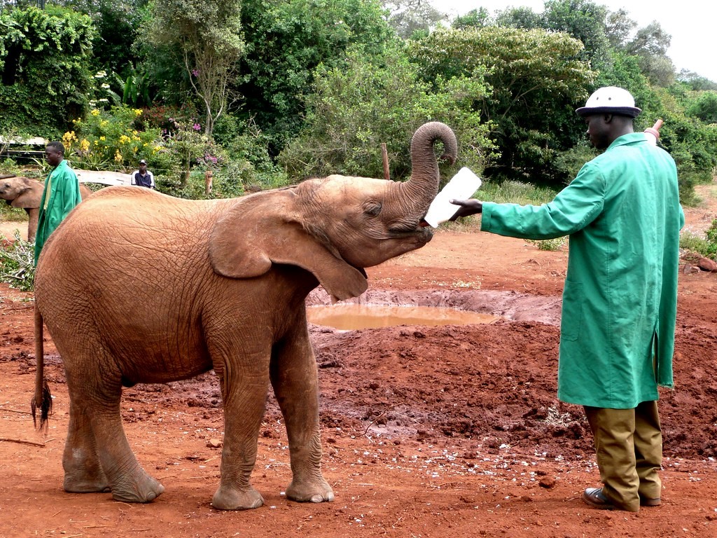 Elephant Orphanage